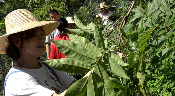 青钱柳的健康作用
