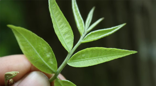 青钱柳的健康作用