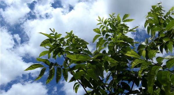 青钱柳的健康作用